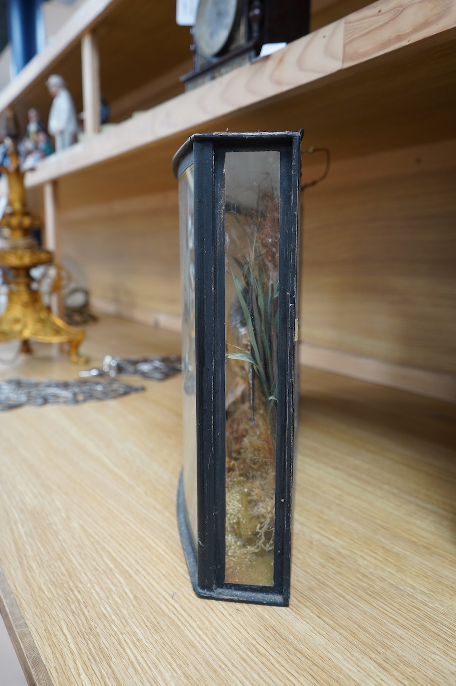 J. Cooper & Sons taxidermy chub, in a bow fronted case, with gilt painted description reading; ‘CHUB caught by G. Berry at the River Stour on 2nd December 1936 Wgt. 4lb 2ozs.’ 34cm high, 63cm wide. Condition - good.